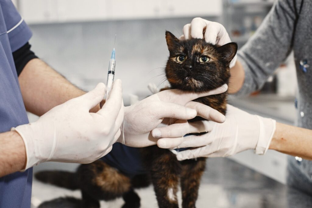 Gato preto com listras amarelas, sendo segurado por veterinarios com luvas brancas e vacina em mãos